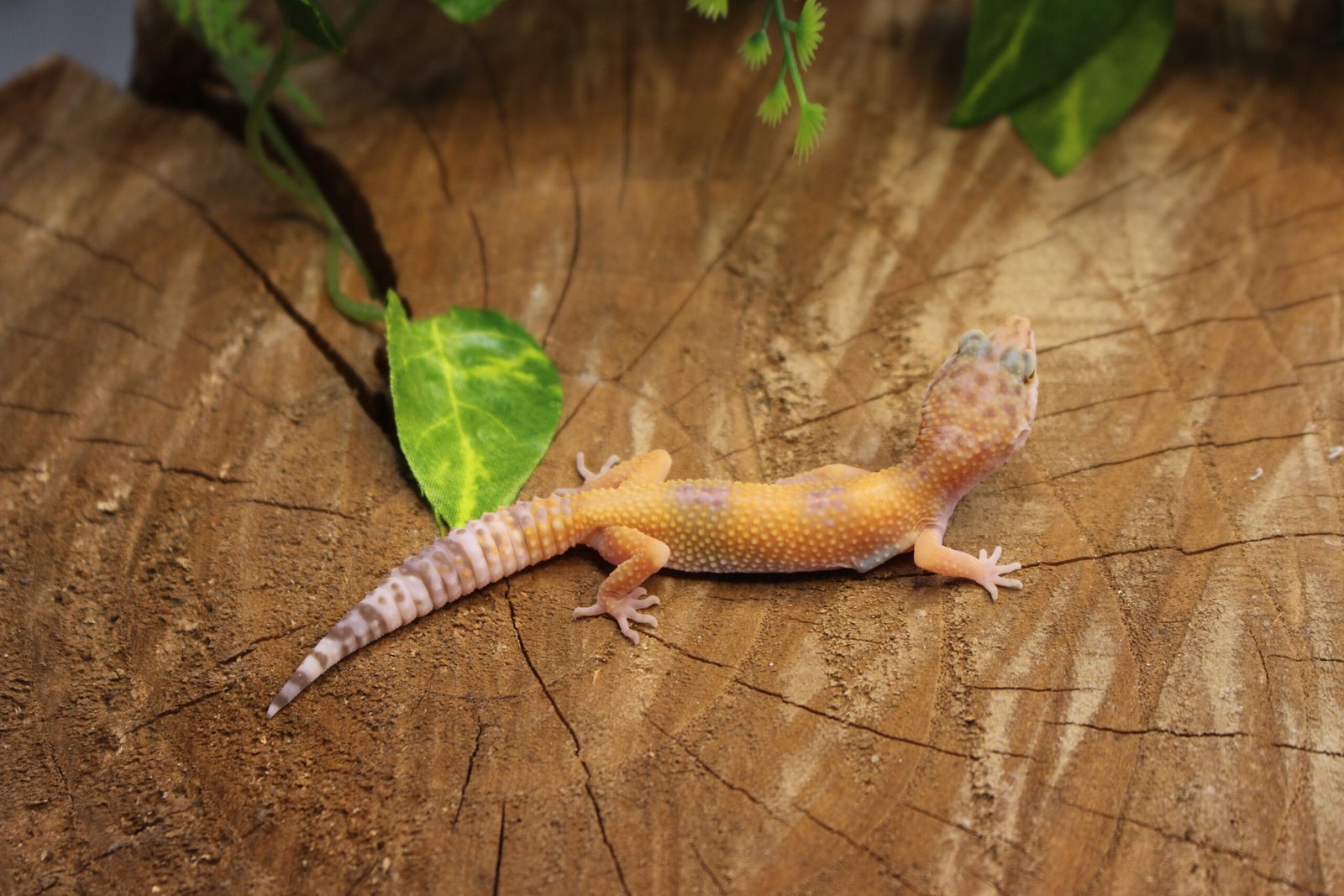 Leopard gecko (Eublepharis macularius) – Fêmea – Id 900263007033437 - Imagem 4