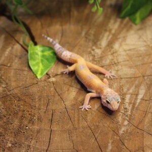 Leopard gecko (Eublepharis macularius) – Fêmea – Id 900263007033437