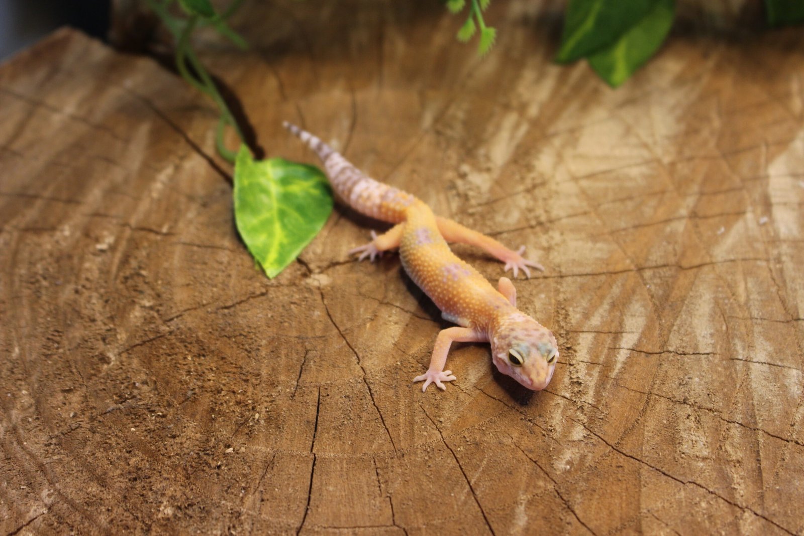 Leopard gecko (Eublepharis macularius) – Fêmea – Id 900263007033437