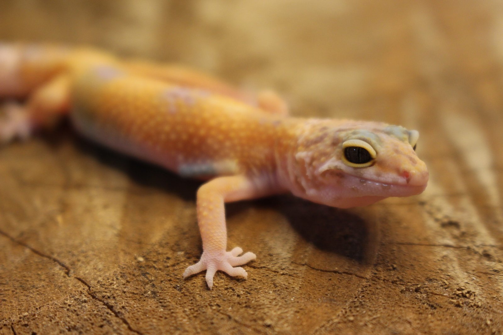 Leopard gecko (Eublepharis macularius) – Fêmea – Id 900263007033437 - Imagem 2