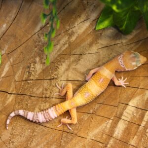 Leopard gecko (Eublepharis macularius) – Macho – Id 900255120064341