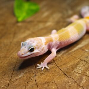 Leopard gecko (Eublepharis macularius) – Macho – Id 900255120064343