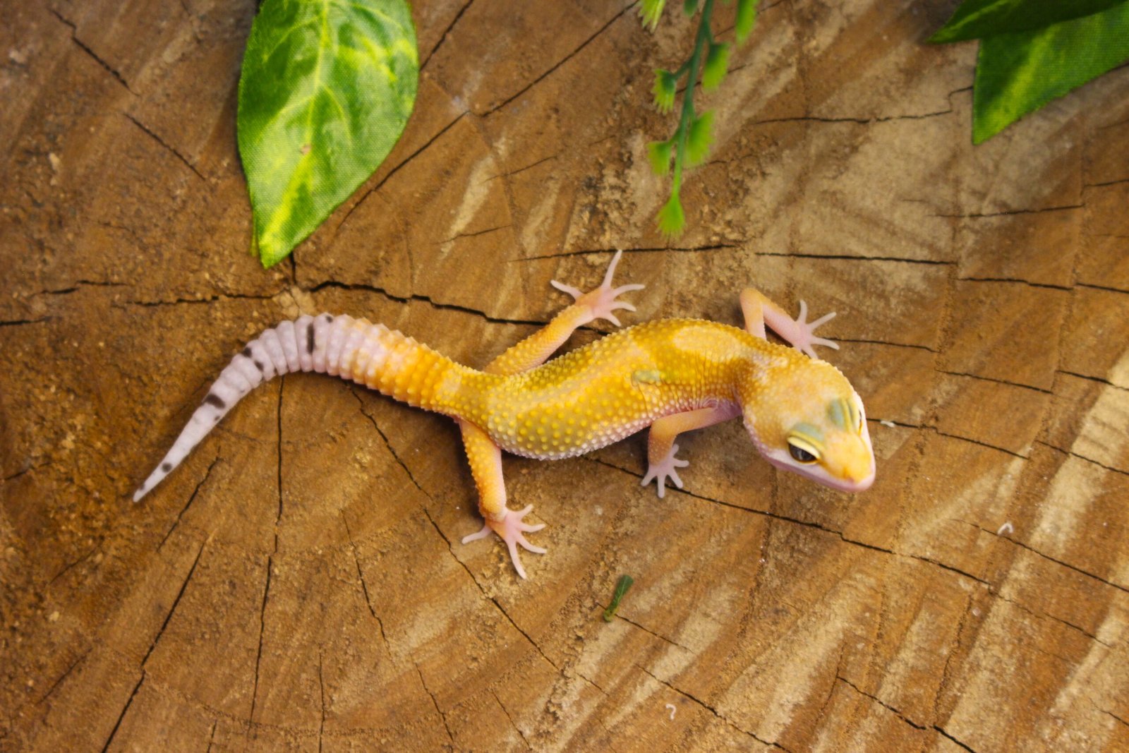 Leopard gecko (Eublepharis macularius) – Macho – Id 900255120064345 - Imagem 5