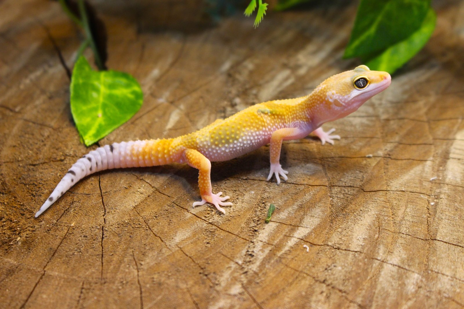 Leopard gecko (Eublepharis macularius) – Macho – Id 900255120064345 - Imagem 2