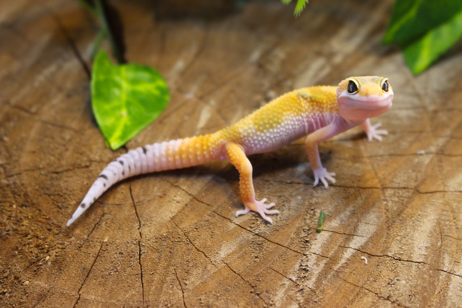 Leopard gecko (Eublepharis macularius) – Macho – Id 900255120064345 - Imagem 3