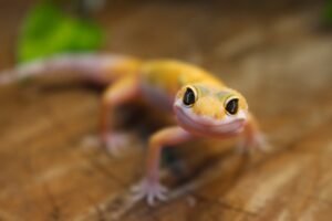 Leopard gecko (Eublepharis macularius) – Macho – Id 900255120064345