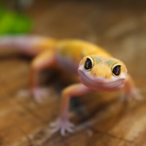 Leopard gecko (Eublepharis macularius) – Macho – Id 900255120064345