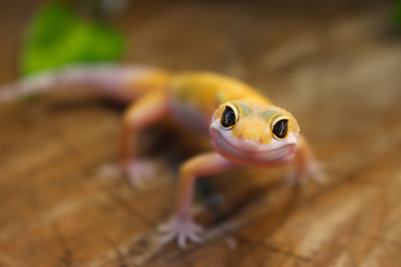 Leopard gecko (Eublepharis macularius) – Macho – Id 900255120064345
