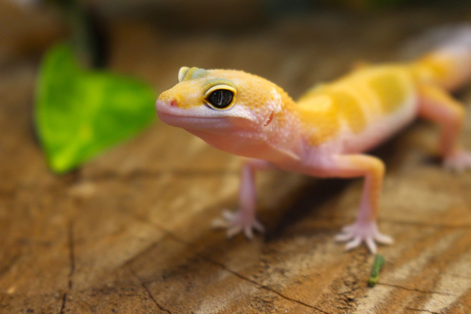 Leopard gecko (Eublepharis macularius) – Macho – Id 900255120064345 - Imagem 4