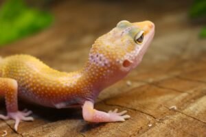 Leopard gecko (Eublepharis macularius) – Macho – Id 900255120064347