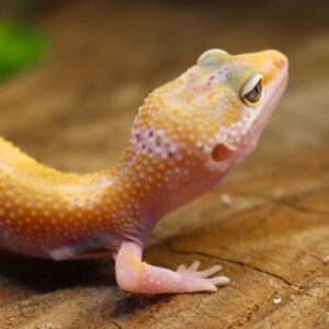 Leopard gecko (Eublepharis macularius) – Macho – Id 900255120064347