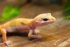 Leopard gecko (Eublepharis macularius) – Macho – Id 900255120064348