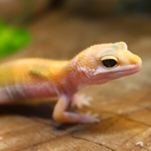 Leopard gecko (Eublepharis macularius) – Macho – Id 900255120064348