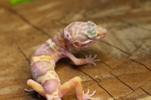 Leopard gecko (Eublepharis macularius) – Macho – Id 900255120064350