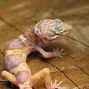 Leopard gecko (Eublepharis macularius) – Macho – Id 900255120064350