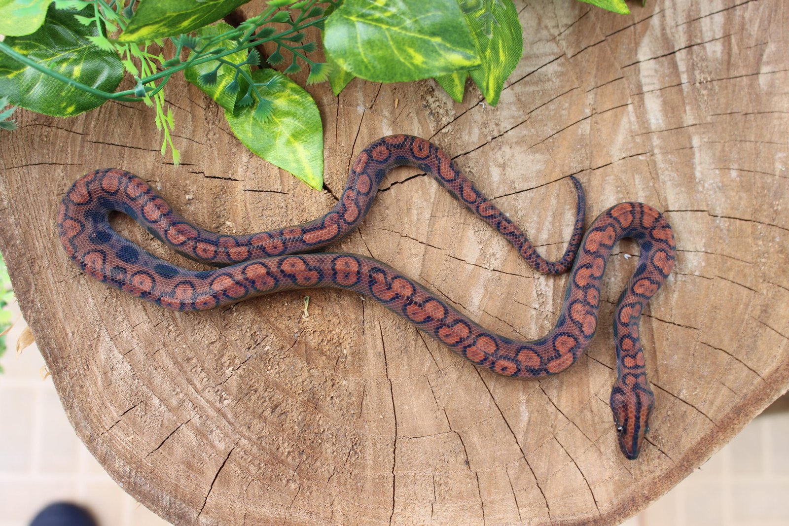 Jibóia arco-íris da amazônia (Epicrates cenchria) – Macho – Id 900263006268813 - Imagem 2