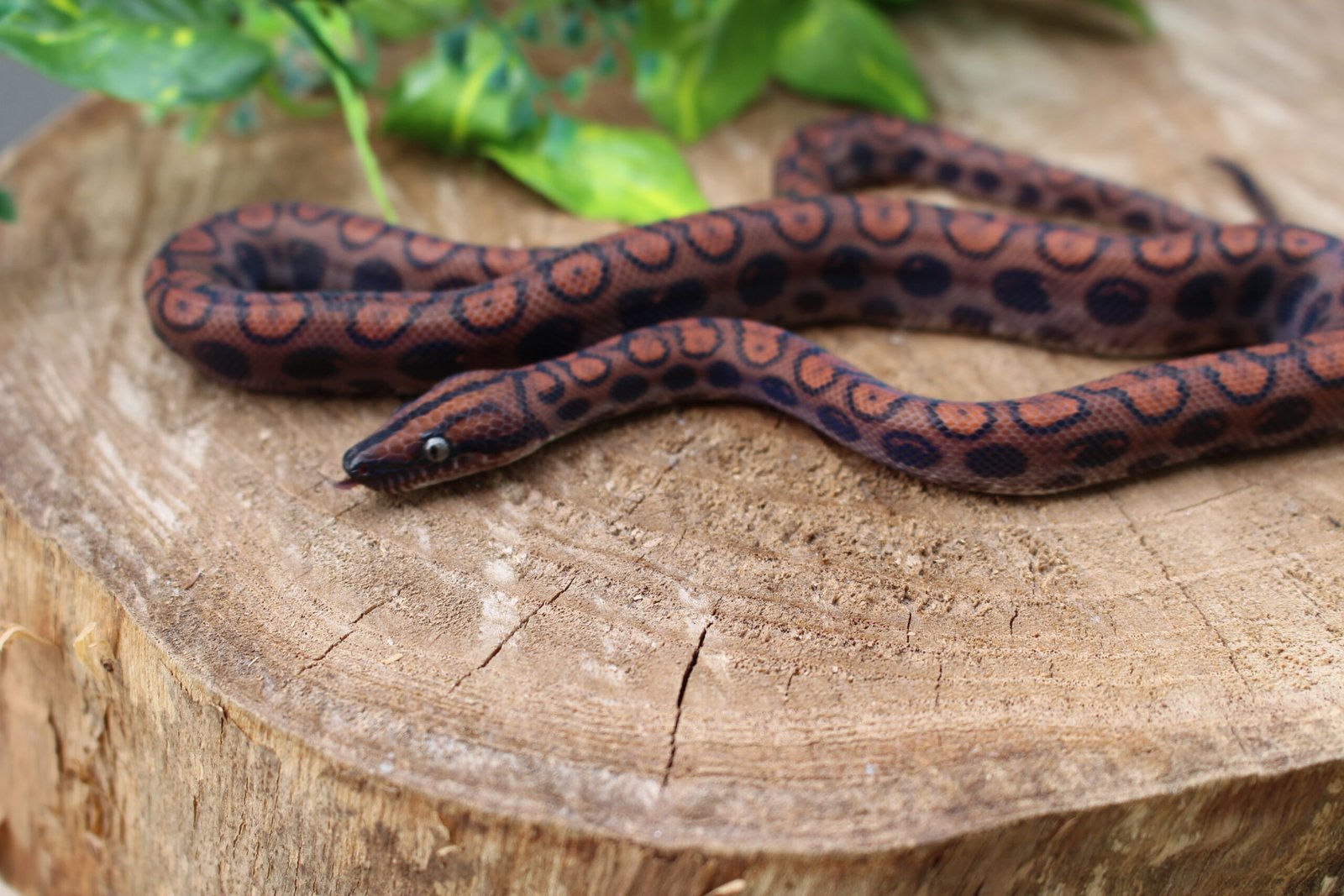 Jibóia arco-íris da amazônia (Epicrates cenchria) – Macho – Id 900263006268813 - Imagem 4