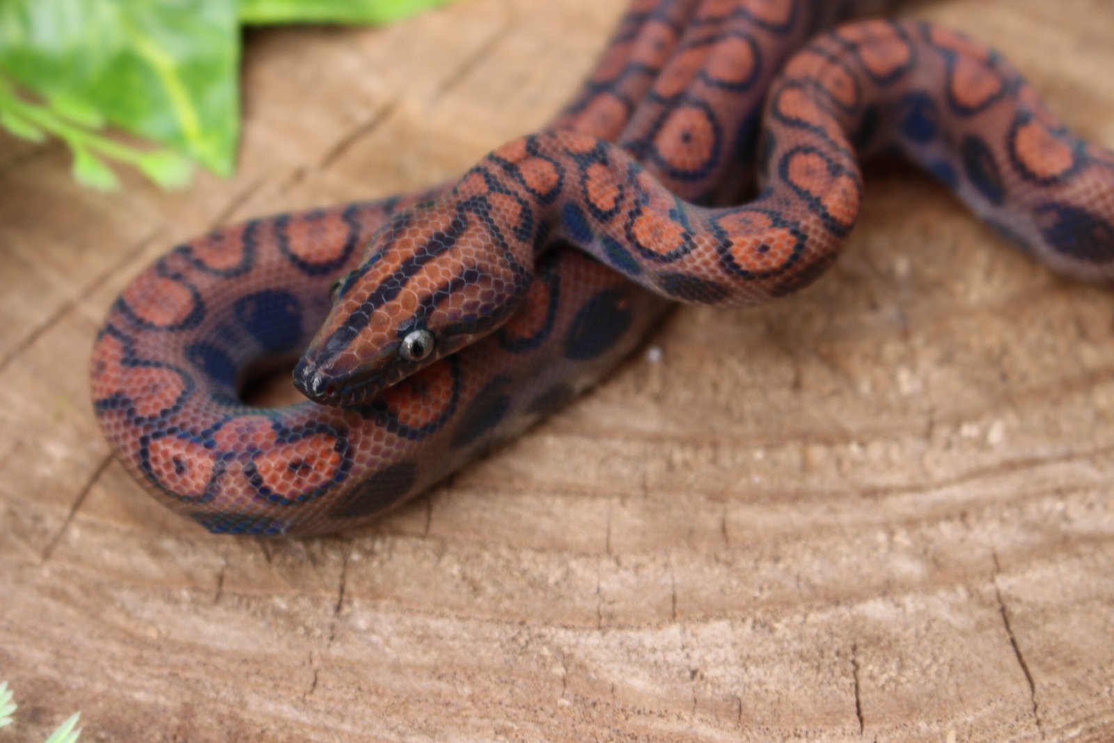 Jibóia arco-íris da amazônia (Epicrates cenchria) – Macho – Id 900263006268813 - Imagem 5