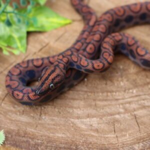Jibóia arco-íris da amazônia (Epicrates cenchria) – Macho – Id 900263006268813