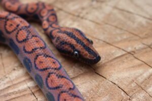 Jibóia arco-íris da amazônia (Epicrates cenchria) – Macho – Id 900263006268814