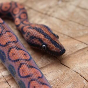 Jibóia arco-íris da amazônia (Epicrates cenchria) – Macho – Id 900263006268814