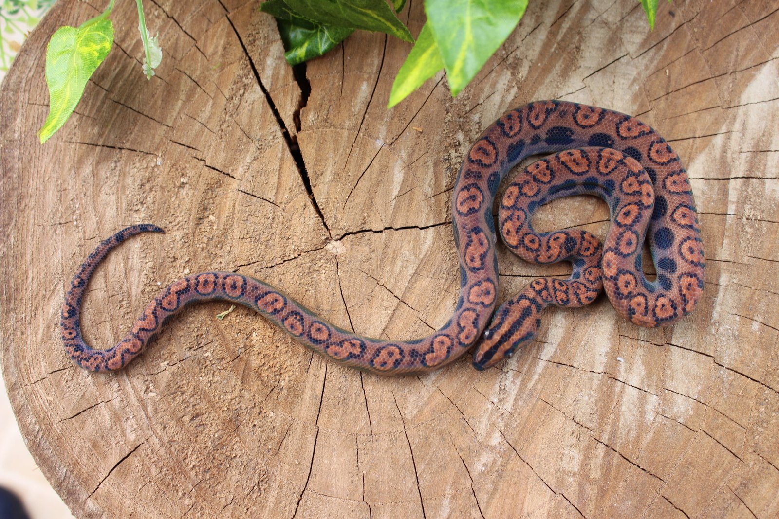 Jibóia arco-íris da amazônia (Epicrates cenchria) – Macho – Id 900263006268816 - Imagem 5