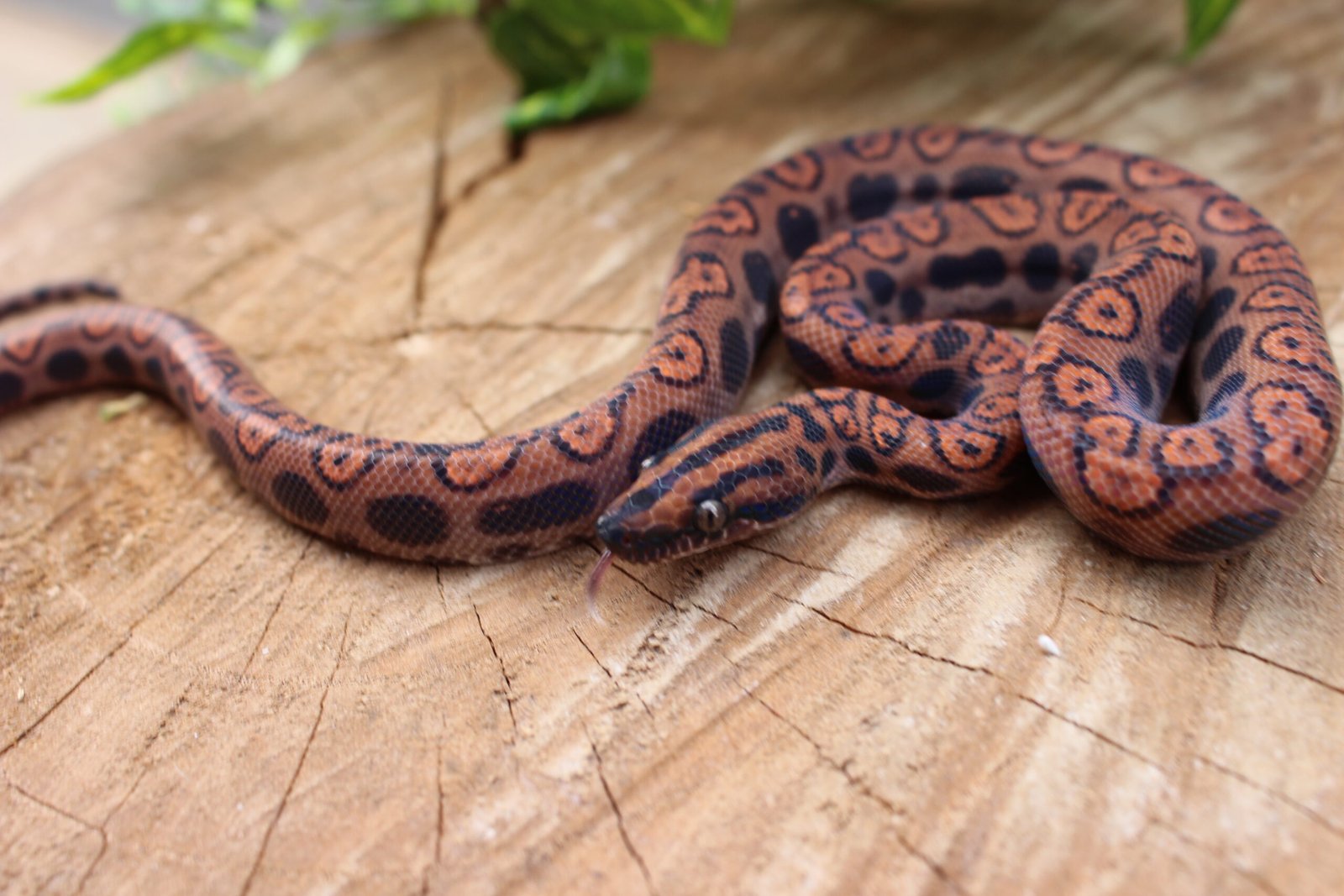 Jibóia arco-íris da amazônia (Epicrates cenchria) – Macho – Id 900263006268816 - Imagem 2