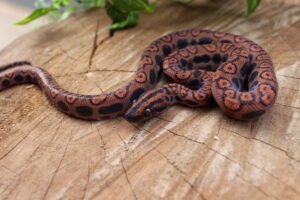 Jibóia arco-íris da amazônia (Epicrates cenchria) – Macho – Id 900263006268816