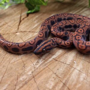 Jibóia arco-íris da amazônia (Epicrates cenchria) – Macho – Id 900263006268816