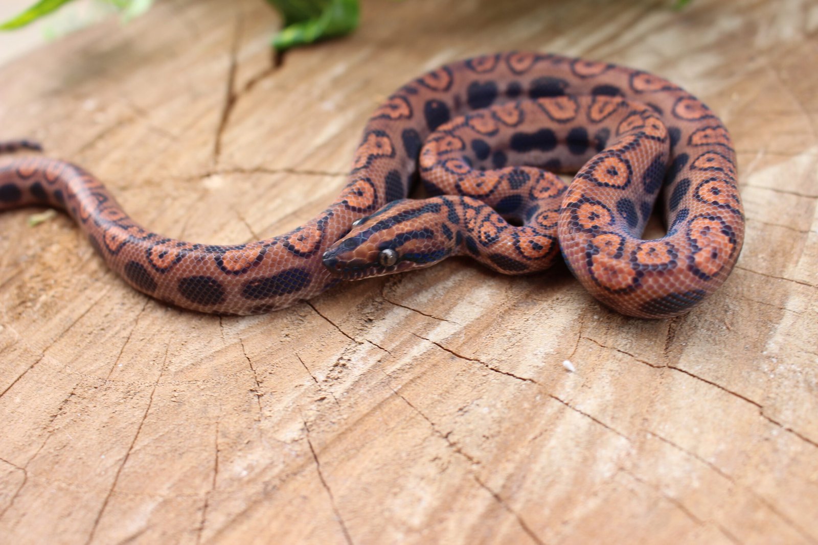 Jibóia arco-íris da amazônia (Epicrates cenchria) – Macho – Id 900263006268816 - Imagem 4