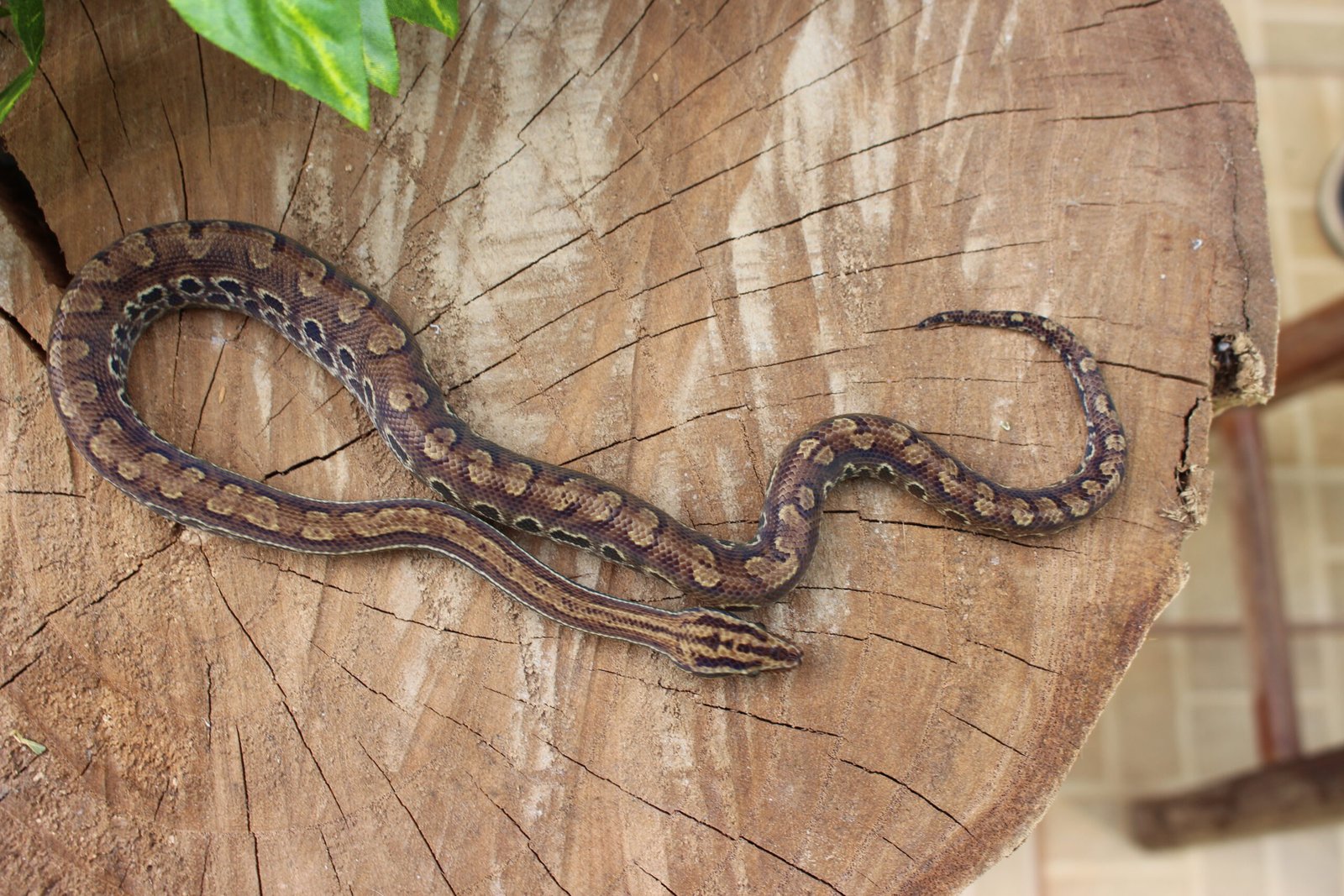 Jibóia arco-íris do Cerrado (Epicrates crassus) – Macho – Id 900255120059871 - Imagem 3
