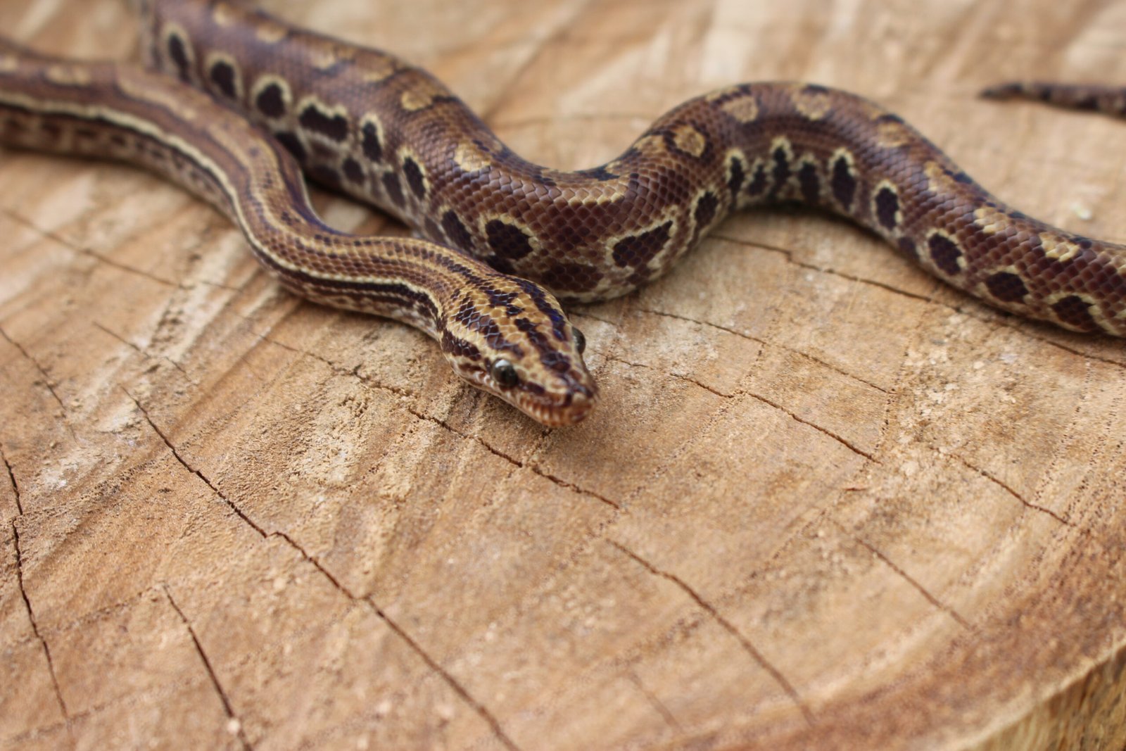 Jibóia arco-íris do Cerrado (Epicrates crassus) – Macho – Id 900255120059871 - Imagem 4