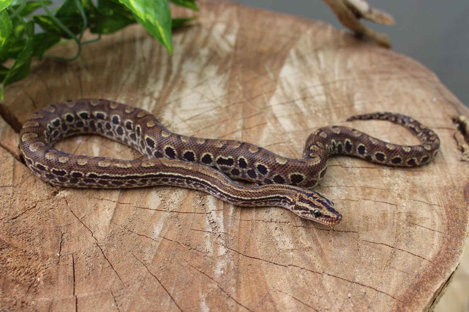Jibóia arco-íris do Cerrado (Epicrates crassus) – Macho – Id 900255120059871 - Imagem 5