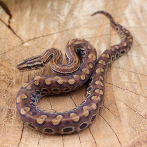 VENDIDO - Jibóia Arco-íris do Cerrado (Epicrates crassus) - Fêmea - Id 900255120059878