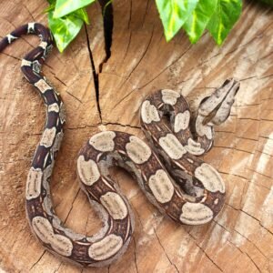 Jibóia (Boa constrictor constrictor) - Macho - Id 900255120064447