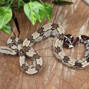 Jibóia (Boa constrictor constrictor) - Macho - Id 900255120064449
