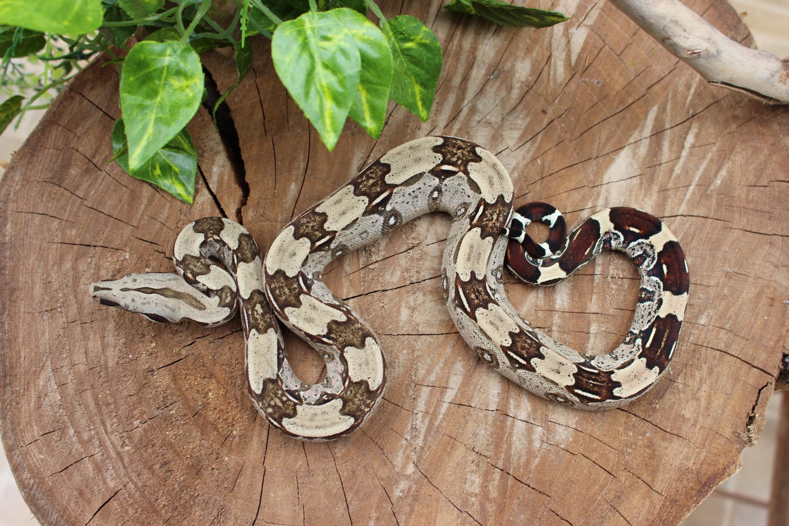 Jibóia (Boa constrictor constrictor) - Macho - Id 900255120064449