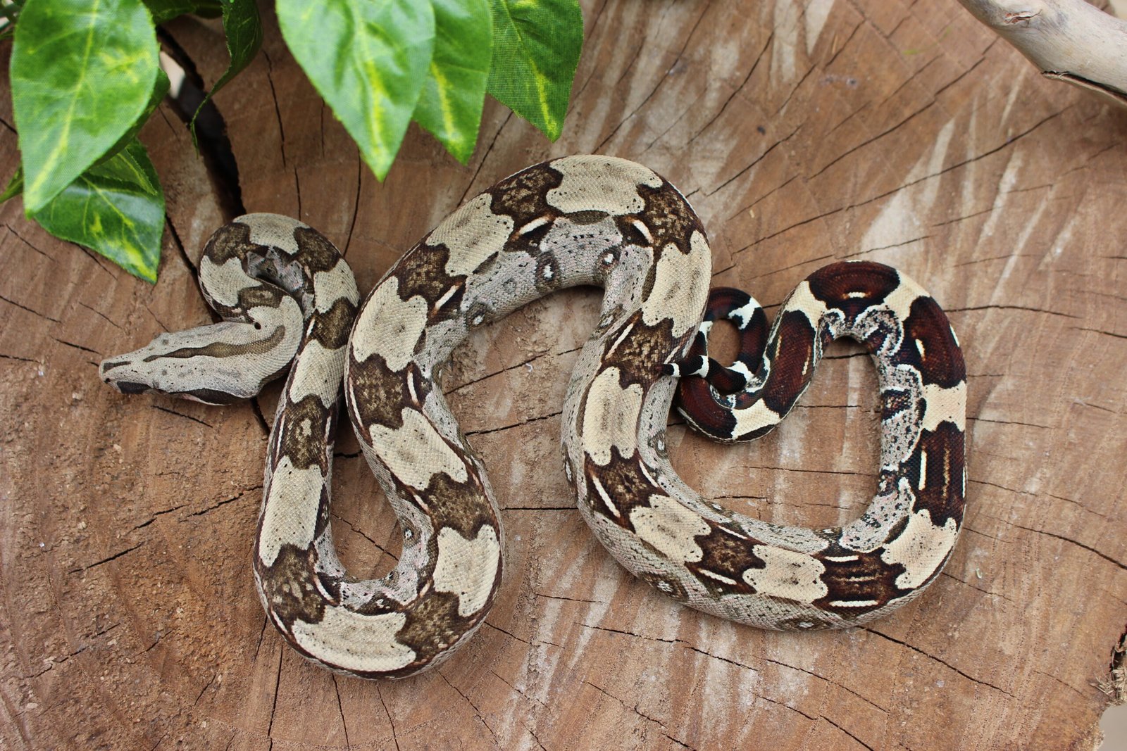 Jibóia (Boa constrictor constrictor) - Macho - Id 900255120064449 - Imagem 3