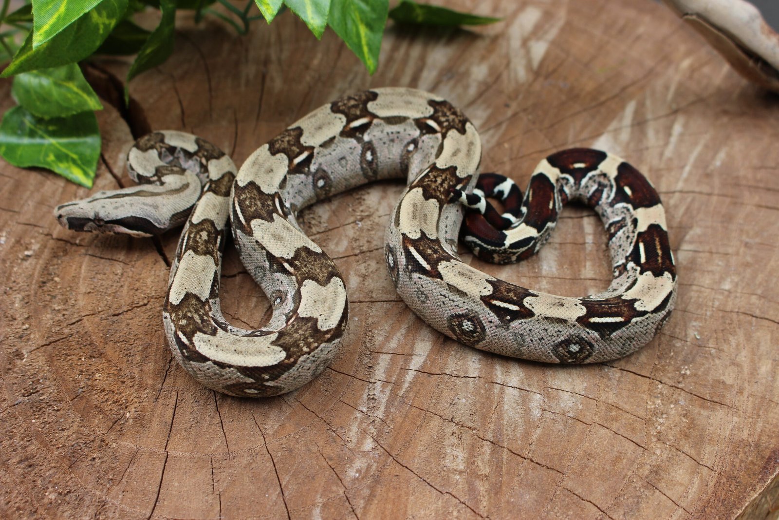 Jibóia (Boa constrictor constrictor) - Macho - Id 900255120064449 - Imagem 4