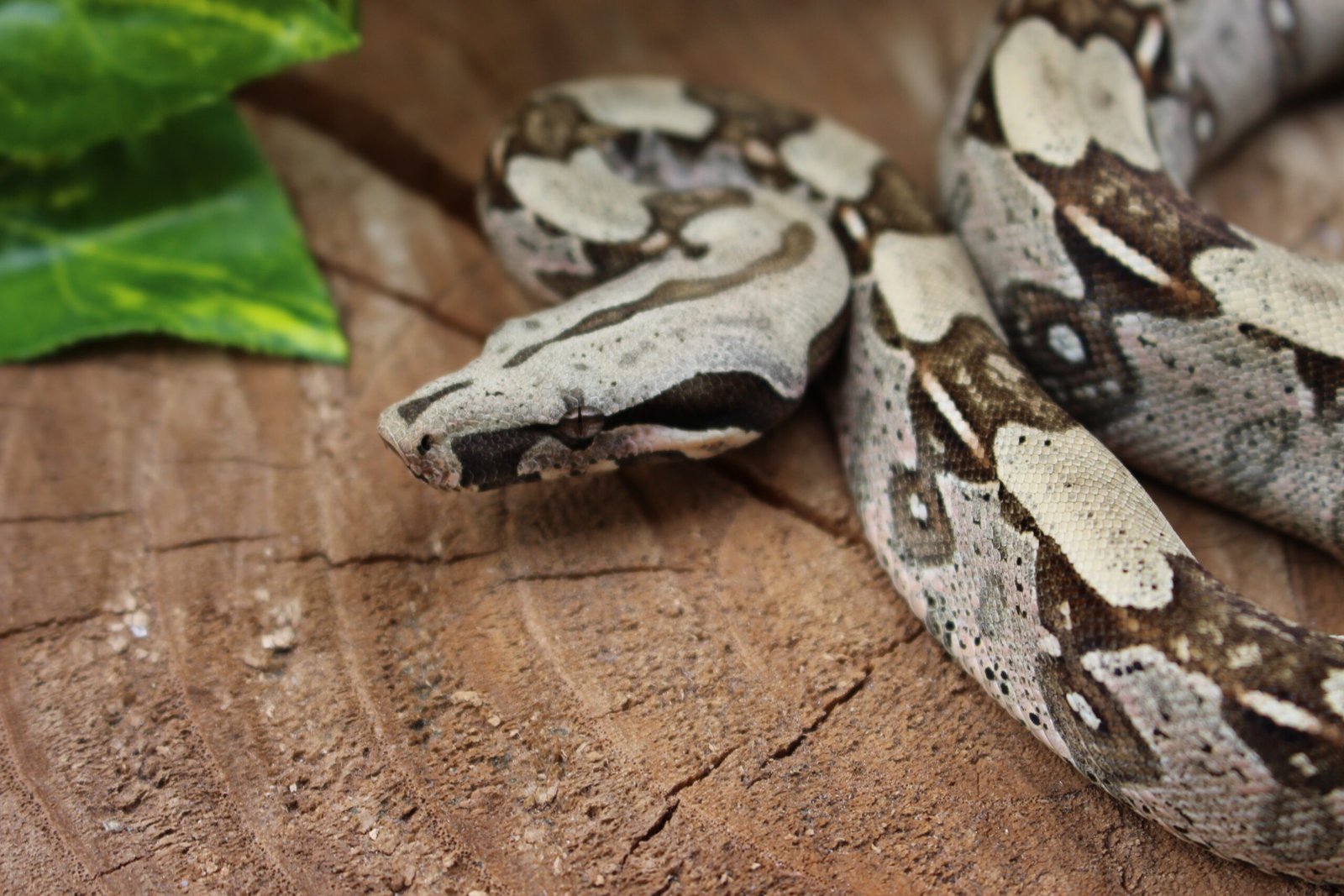 Jibóia (Boa constrictor constrictor) - Macho - Id 900255120064449 - Imagem 5