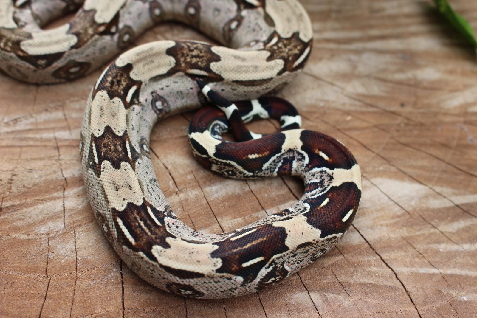 Jibóia (Boa constrictor constrictor) - Macho - Id 900255120064449 - Imagem 2