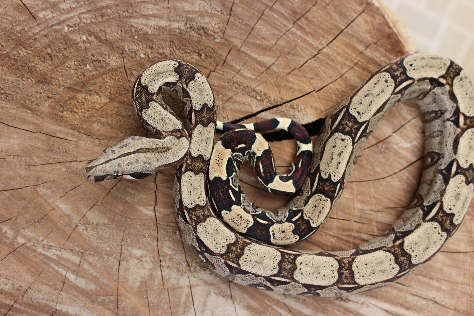 Jibóia (Boa constrictor constrictor) - Macho - Id 900255120064450 - Imagem 2