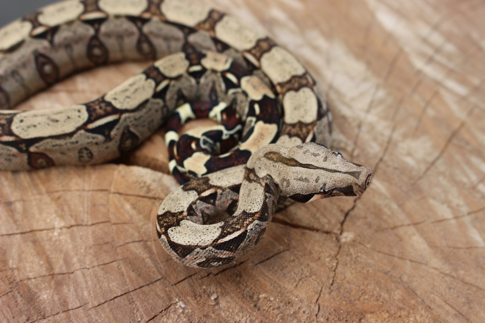 Jibóia (Boa constrictor constrictor) - Macho - Id 900255120064450 - Imagem 3