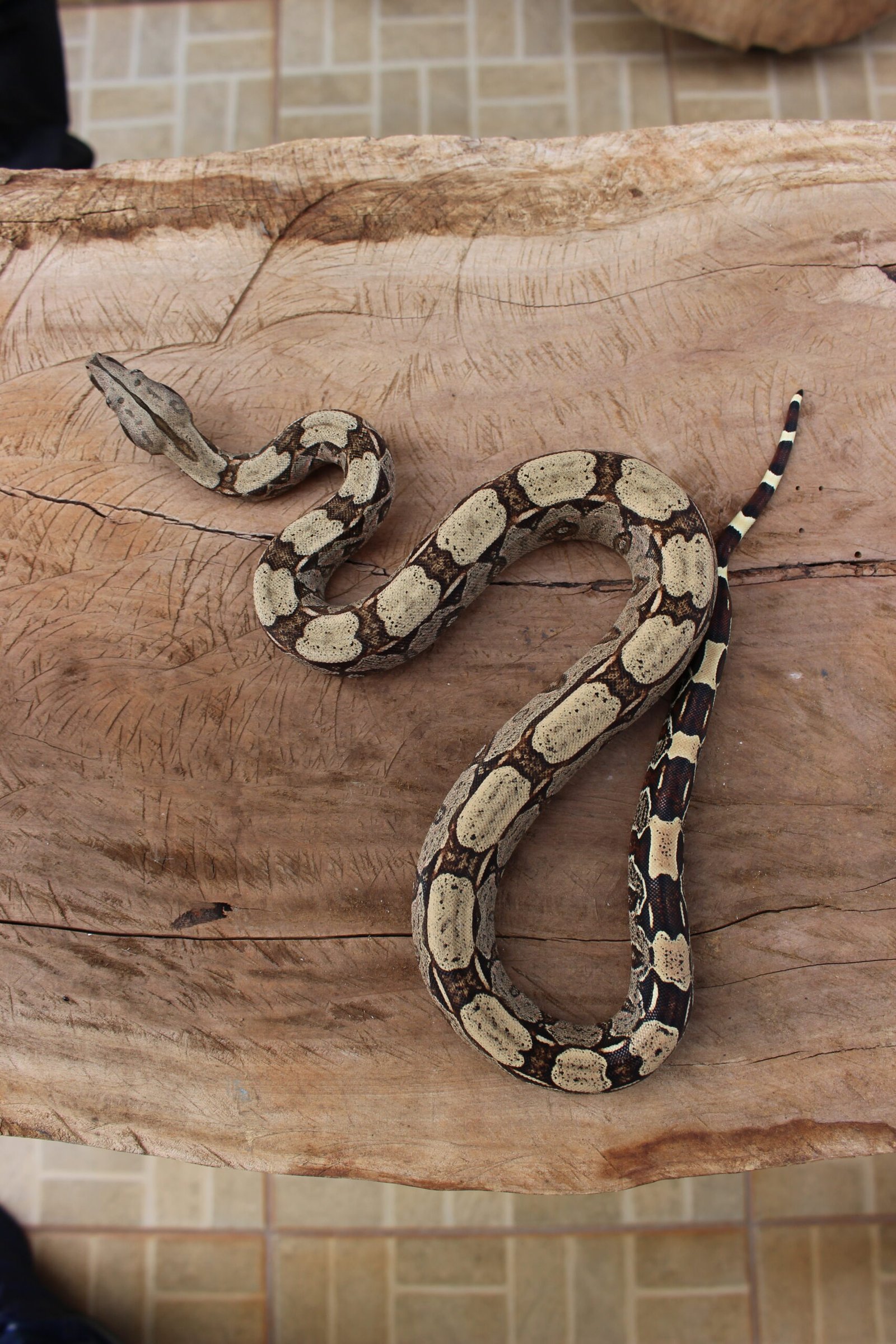 Jibóia (Boa constrictor constrictor) - Macho - Id 900255120064450 - Imagem 4