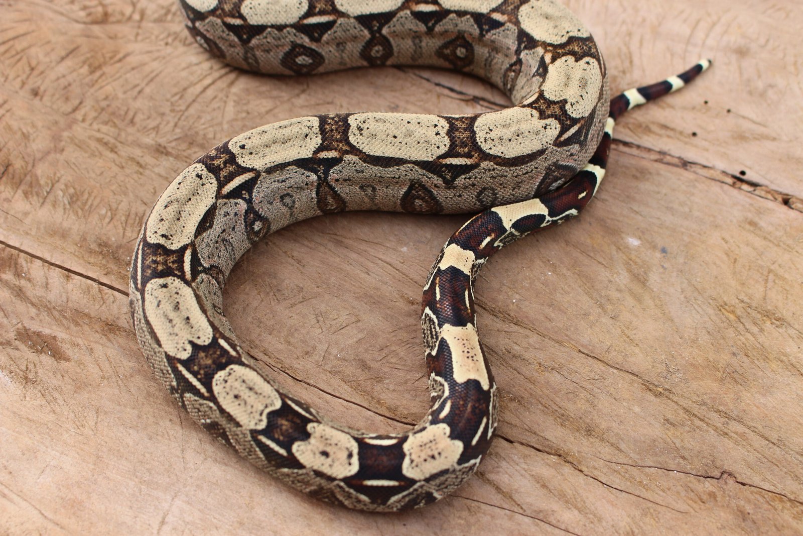 Jibóia (Boa constrictor constrictor) - Macho - Id 900255120064450 - Imagem 5