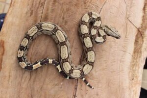 Jibóia (Boa constrictor constrictor) - Macho - Id 900255120064450