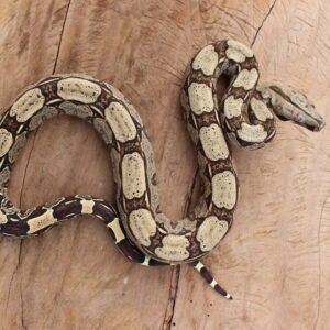Jibóia (Boa constrictor constrictor) - Macho - Id 900255120064450