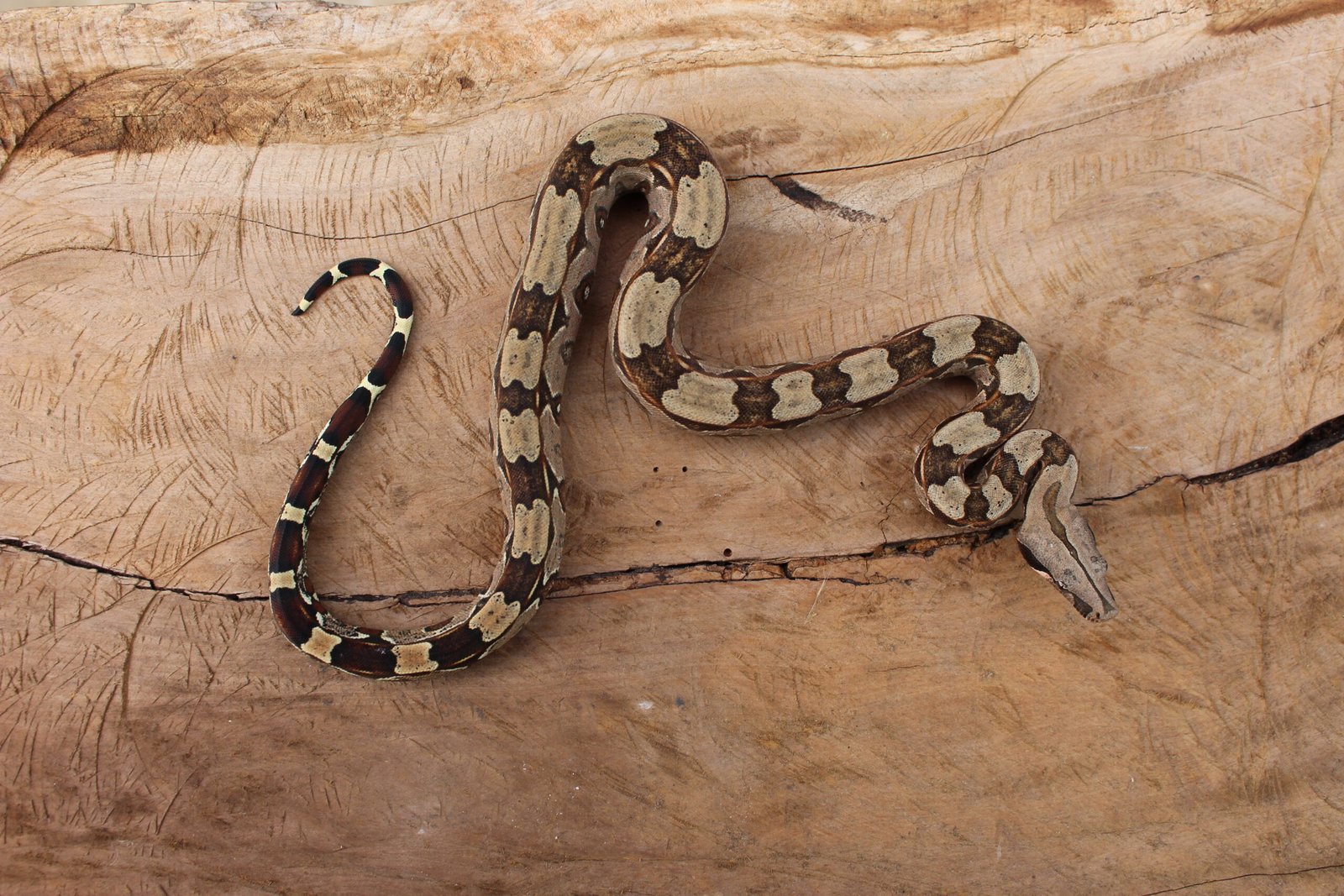 Jibóia (Boa constrictor constrictor) - Fêmea - Id 900255120064451 - Imagem 3