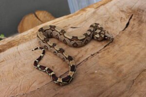 Jibóia (Boa constrictor constrictor) - Fêmea - Id 900255120064451