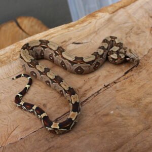 Jibóia (Boa constrictor constrictor) - Fêmea - Id 900255120064451